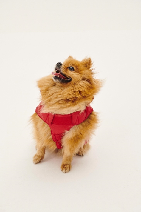 Doudoune Doudoune Jott Rouge Dogs Woop